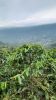 Venezuela Arabica Coff...