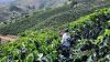 Venezuela Arabica Coff...
