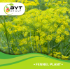 All plants 