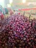 fresh Cheap onion good quality lower price fresh red onion from factory Best Price