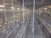 Farmer Automatic poult...