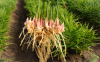 Vietnamese Fresh Ginger
