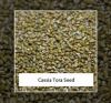 cassia tora seed