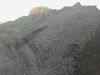 Coal