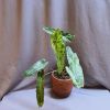 Philodendron Green Par...