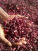 High quality dried hib...