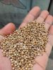coriander