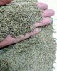 Anise