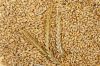 Premium Wheat for Sale: Bulk Orders Available High-Quality Wheat: Competitive Wholesale Pricing Wheat Supply: Reliable Bulk Sales