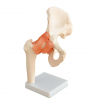 Life-Size Hip Joint
