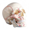 The skull model is att...