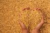 Barley