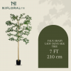 Nifloral 7ft New Desig...