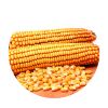 YELLOW MAIZE FOR ANIMA...