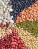 Oil Seeds
