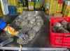CANNED PINEAPPLE