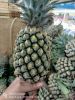 Pineapple Premium Quee...