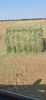 Rhodes Grass