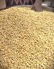 Premium soyabeans