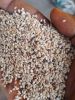 sesame seed