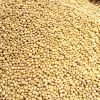 Premium soyabeans