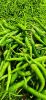 Green Chilli G4