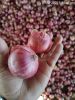 Onion