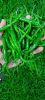Green Chilli G4