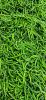 Green Chilli G4