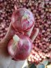 Onion
