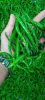 Green Chilli G4