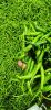 Green Chilli G4