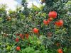 INDIAN POMEGRANATE