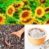 Sunflower meal