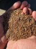  Flax Seeds Export-Quality â Wholesale Supplier Worldwide
