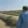 Rhode grass