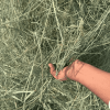 Rhode grass