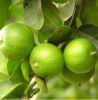 Fresh lime fruit is ri...