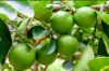 Fresh lime fruit is ri...