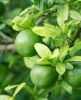 Fresh lime fruit is ri...