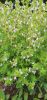thyme leaves