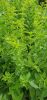 oregano