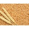 Wheat