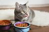 Cat Food Pre-Mix with Taurine Ideal for Pet Food Manufacturers