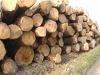 Red Oak Logs