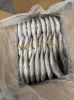 Sardines Mackerel