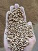 Wheat from Russia