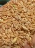 Wheat