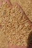 Wheat
