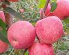 Fuji apples